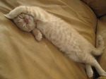 IMGneko_1204.jpg
